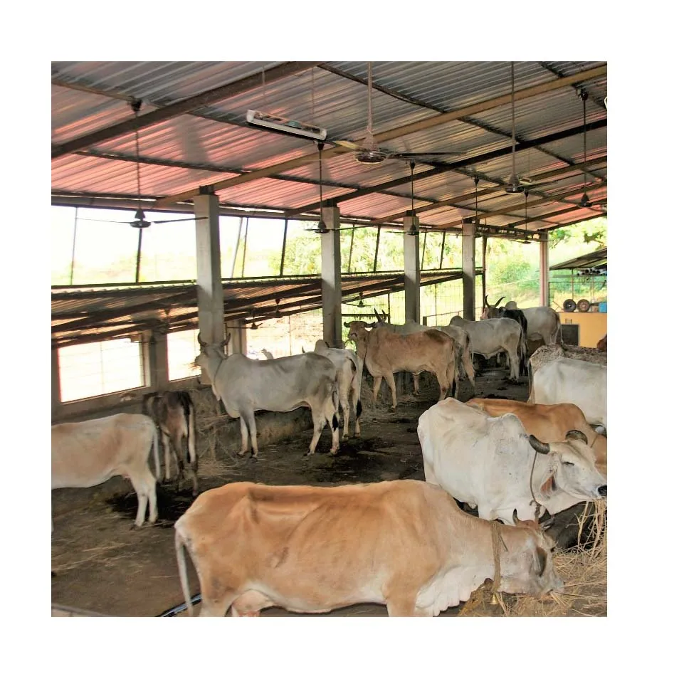 Prefab steel structure slaughter house equipment cattle for sale