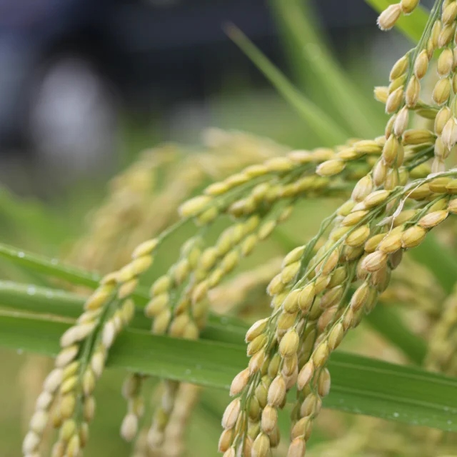 SEESCORE Japanese 10 Minutes Rice Mix Cooked Instant Meals ready to eat