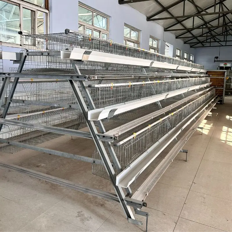 Poultry Farming  A Type 10000 Layer Chickens Farm Bird Layer Cage Chicken Cage for 5000 Birds