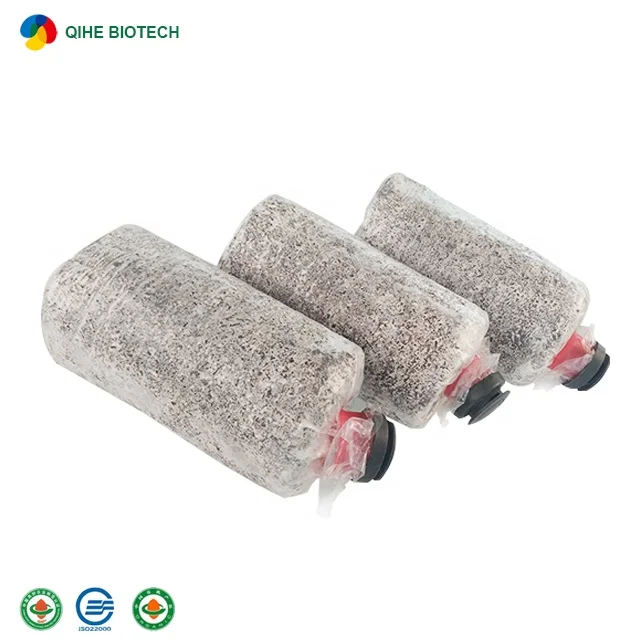 GAP certificated mushroom farm direct seller cultivated health  fresh king oyster mushroom mycelium sale