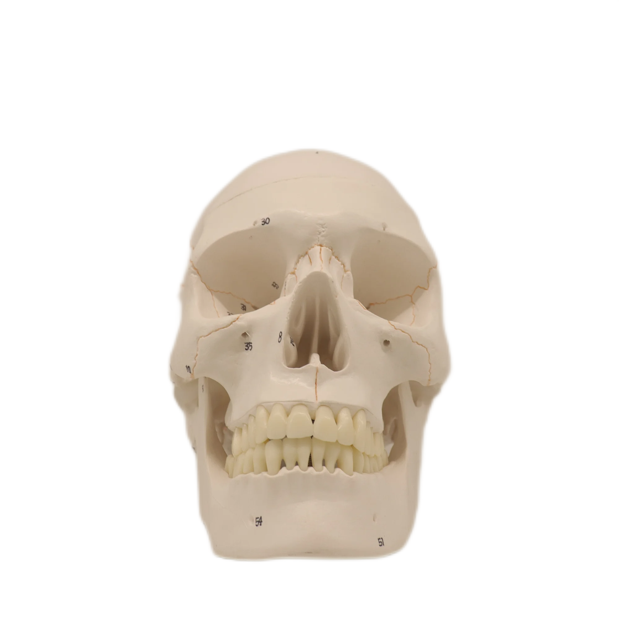 High quality OrthoCare Medical PVC Human Anatomical Model PVC 10*8*12CM 3 Parts Human Skull For Students