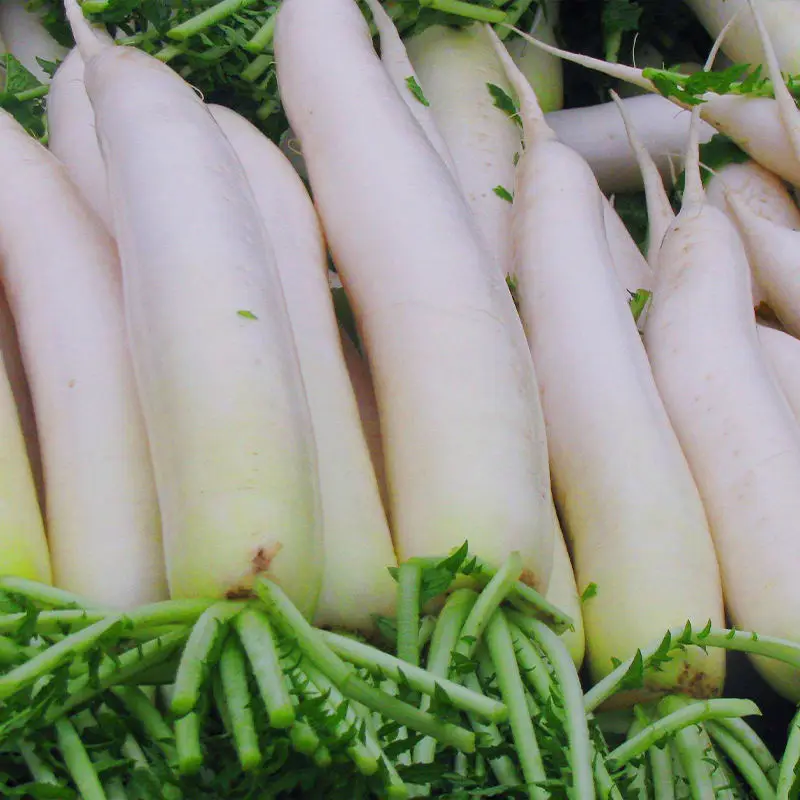 Premium quality and cheap price white radish wholesale fresh radish delicious radish