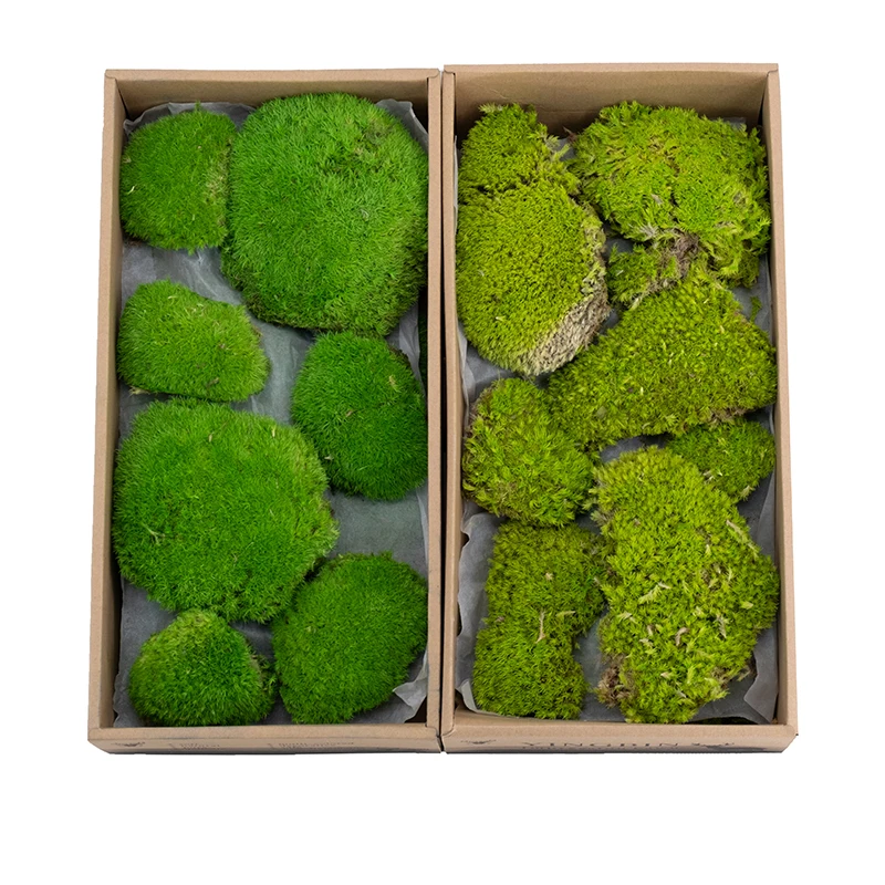 Premium Natural Green Decorative Real Pillow Moss Bun Moss Preserved Pole Moss musgo preservado