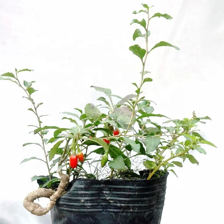 
Seeding cuttage divided red yellow black color fruit Chinese wolfberry plants 