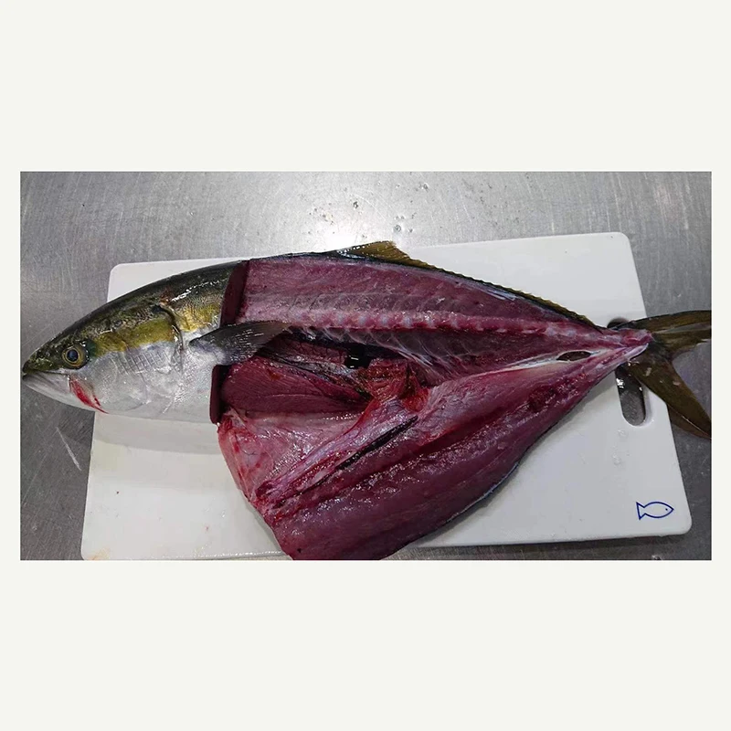 buy fresh fish whole round frozen yellow tail for process canned frozen Japan origin Amberjack seriola quinqueradiata