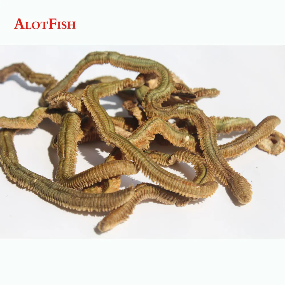 Dry Lugworm fishing bait real worm