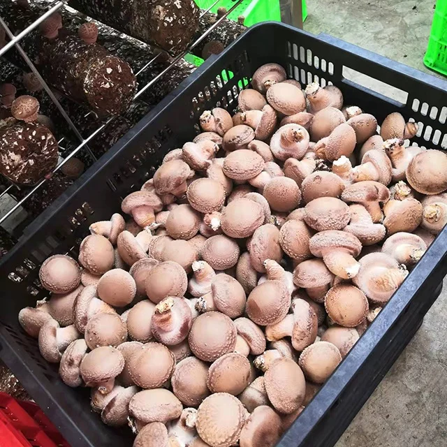 1.75kg shiitake mushroom spawn log can fruit about up to 950g fresh shiitake growing in greenhouse