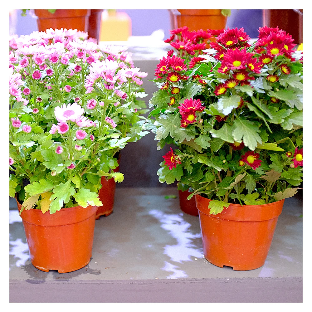 Home Decoration Color Small Plastic Flower Pots, 3 Inch Flower Pots For Sale
