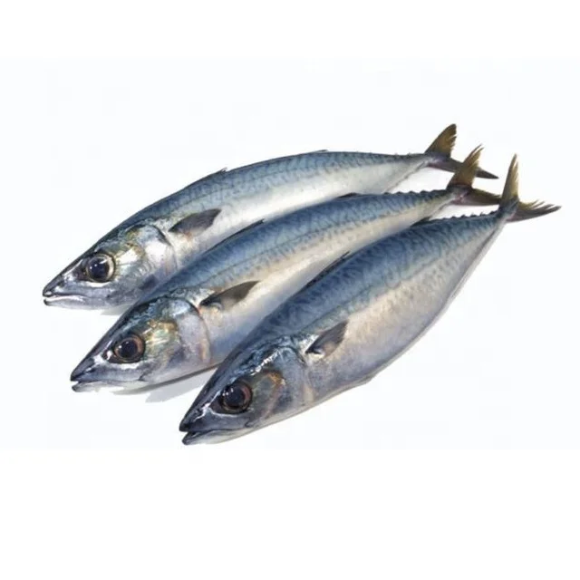 Высокое качество скумбрия и сардины рыбы