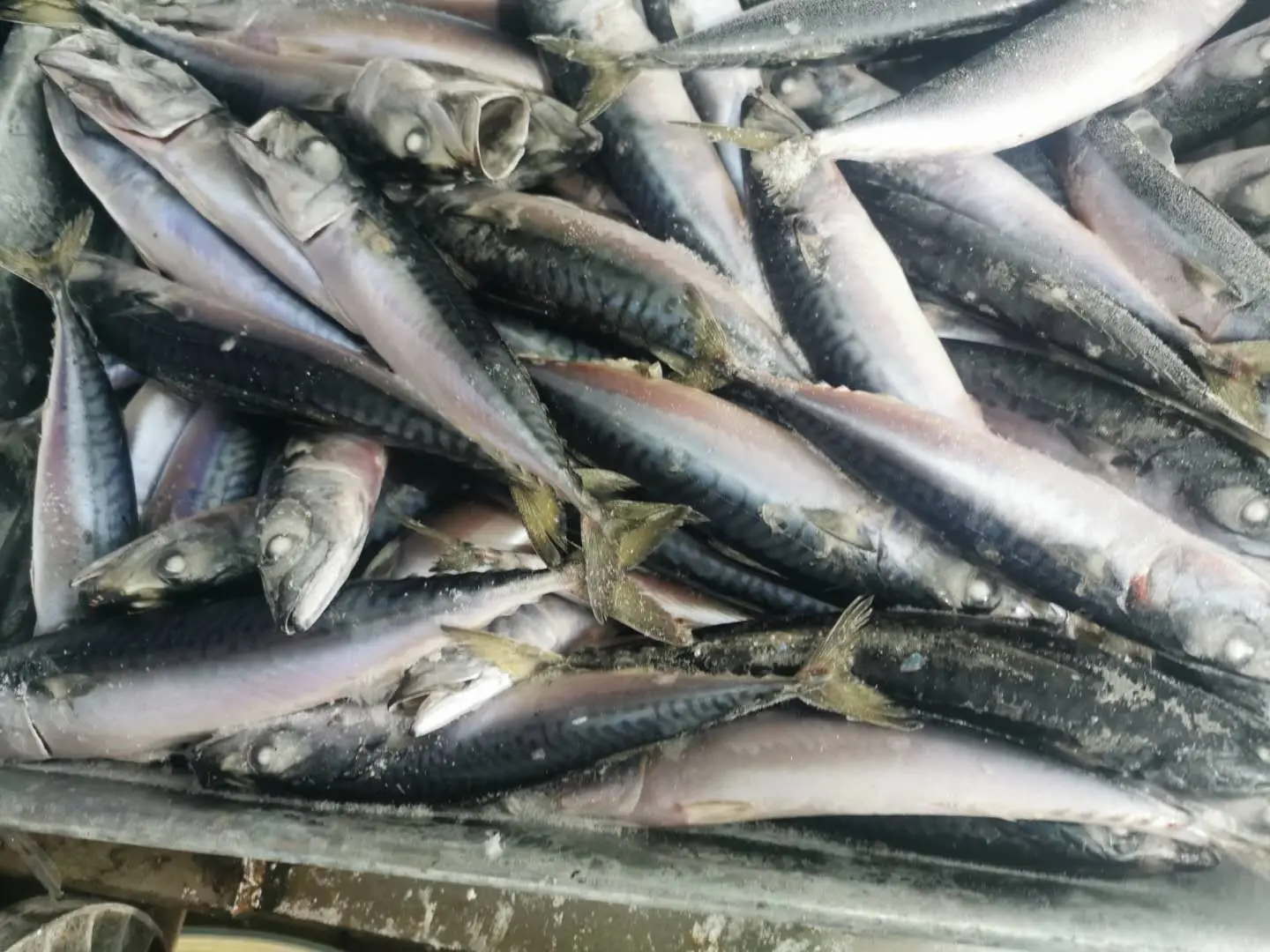 
New landing sea frozen north pacific Mackerel fish for export 