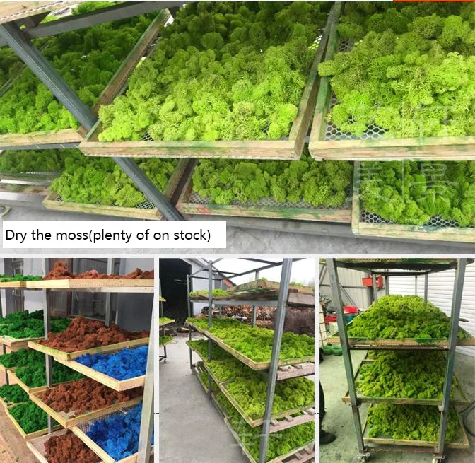 Wholesale 500G Long Life Preserved Moss Use To Make Stabilize Moss preserved Wall artificial moss grass wall for decoration