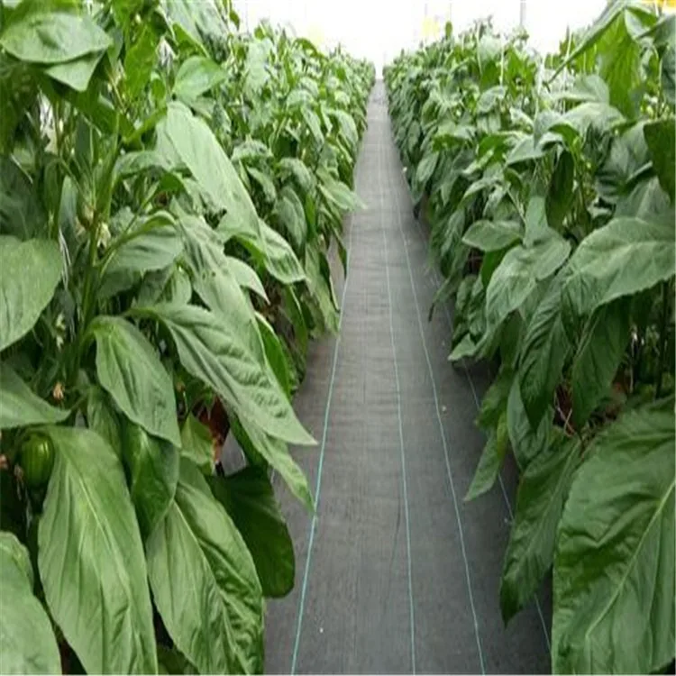 Black 100g/m2 factory direct selling ground cover for greenhouse