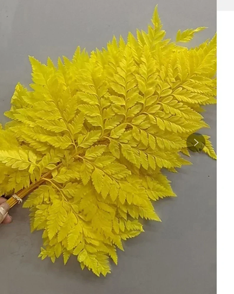 High Quality  Real Preserved Flower Natural Dried Fern Leaf  Dried Flowers For Decoration