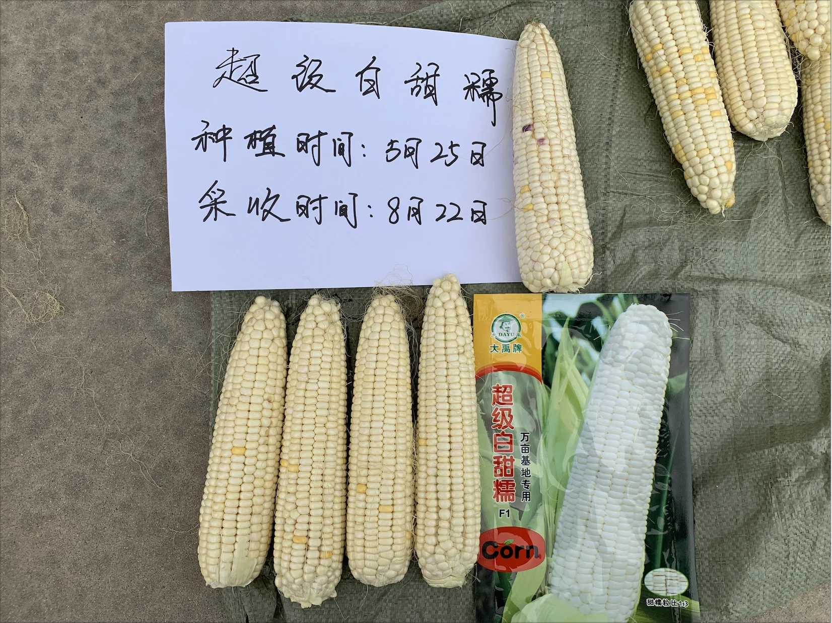 
China Quality Manufacturer white sweet waxy corn seed for sale 