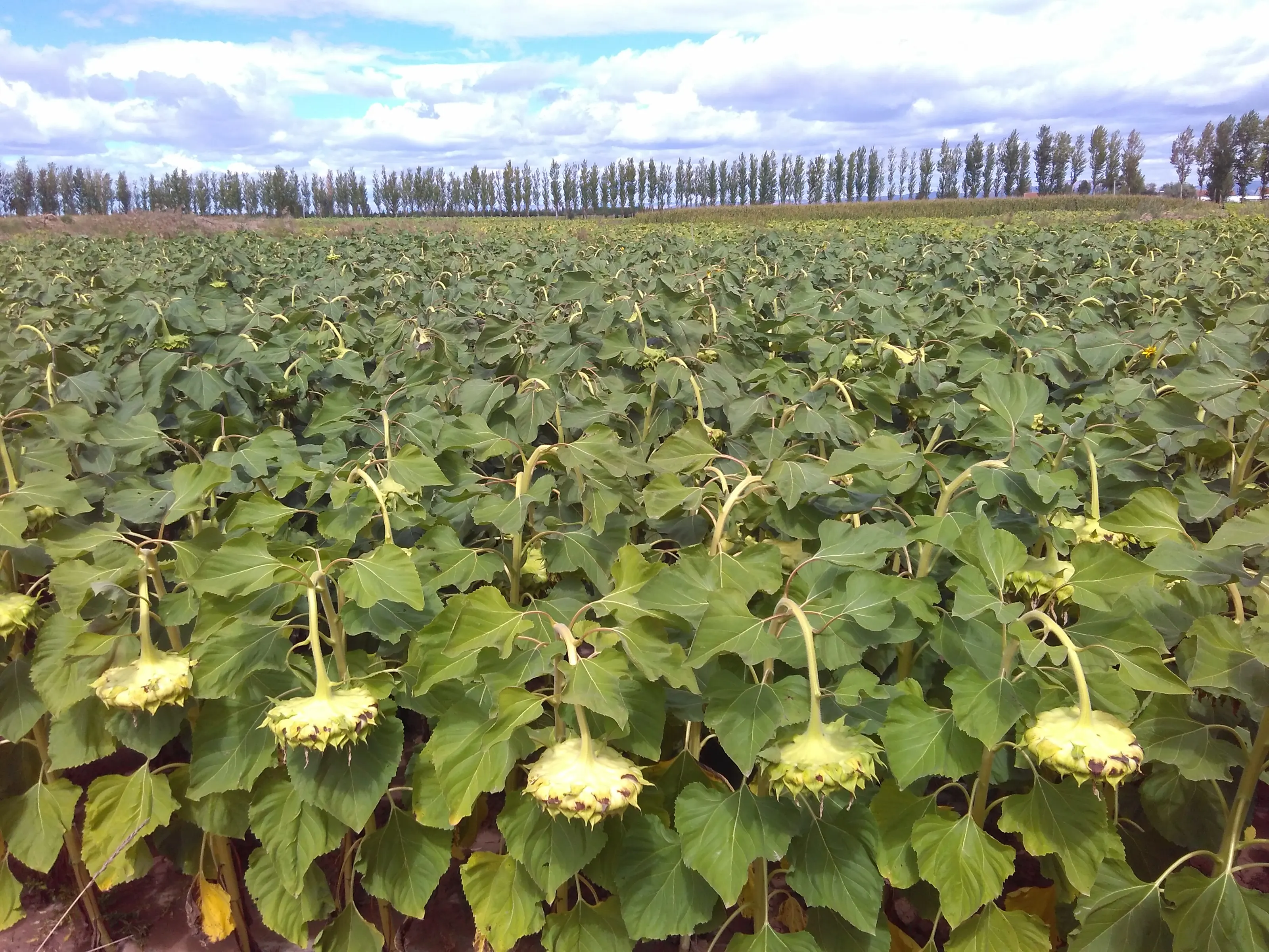 S1310 Chinese hybrid sunflower seed