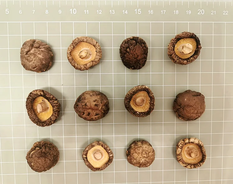 Factory Export Wholesale Natural high quality and nutritious Organic Best Price 3-4cm  Dried shiitake mushrooms