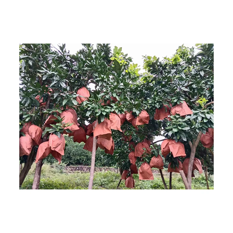 2024 Honey Pomelo Grapefruit Hot Sale Fresh Pomelo