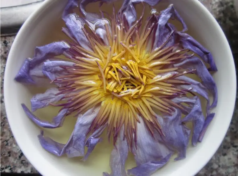 Wholesale Genuine Suppliers Egyptian Herb Whole Dried Blue Lotus Flower Tea