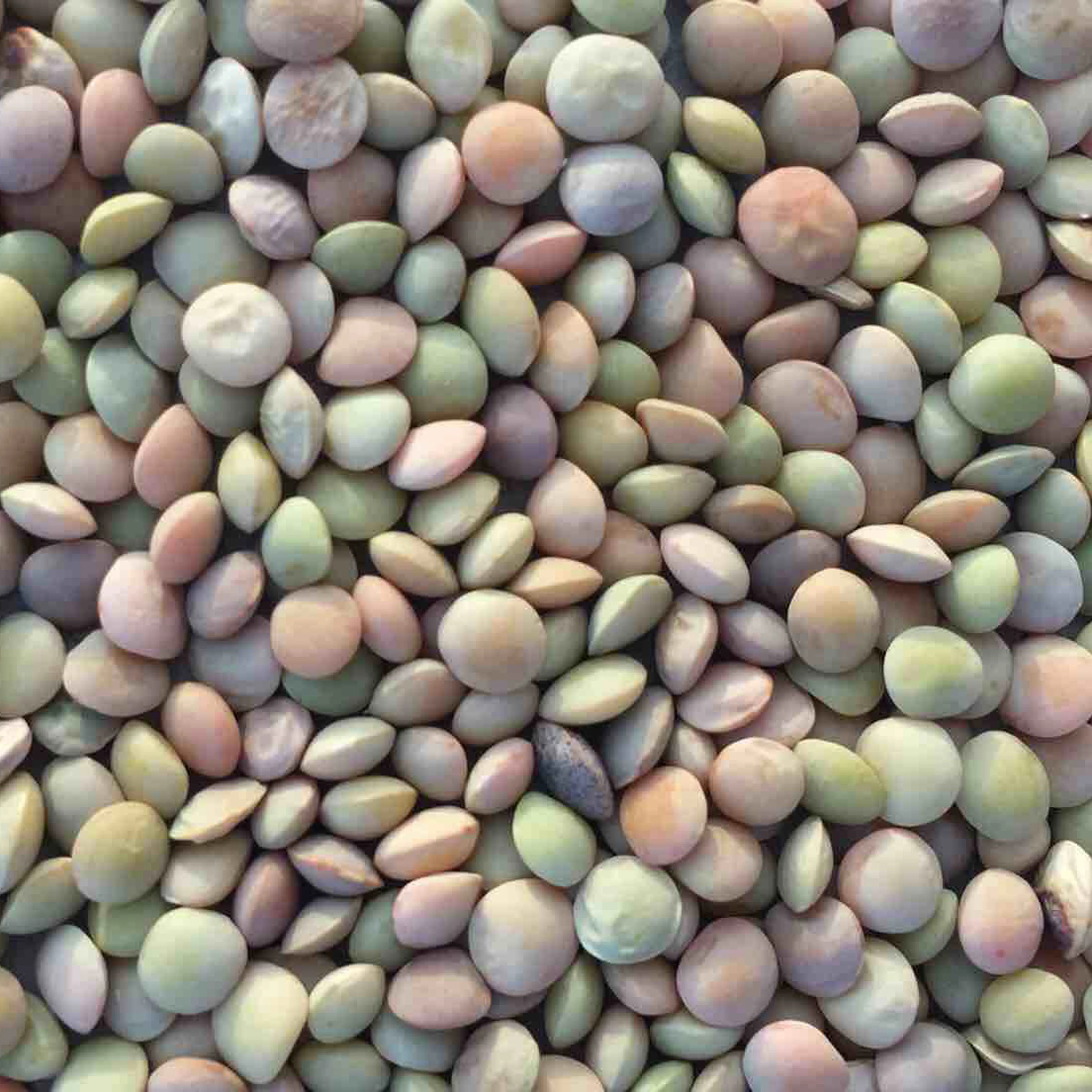 Китай зеленый красный чечевицы для продажи хороший вкус каша