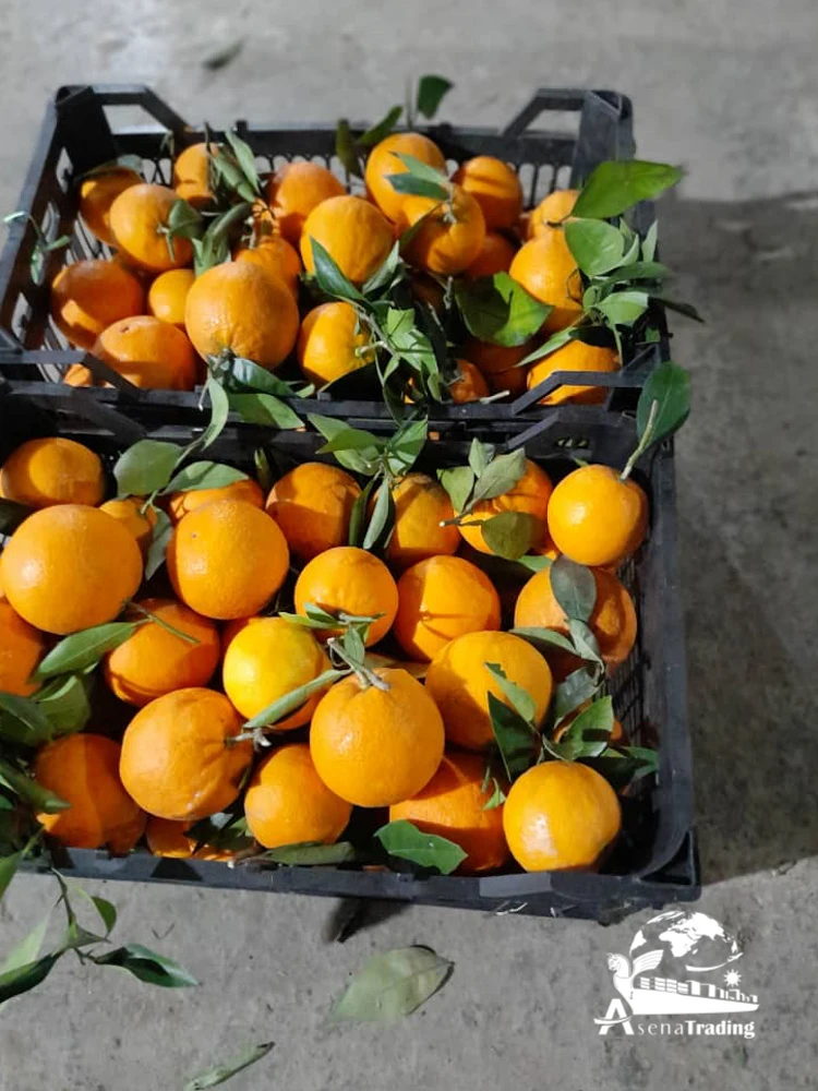 The most popular wholesale low price New crop Tangerine Fresh fruits Mandarin oranges brands fresh oranges