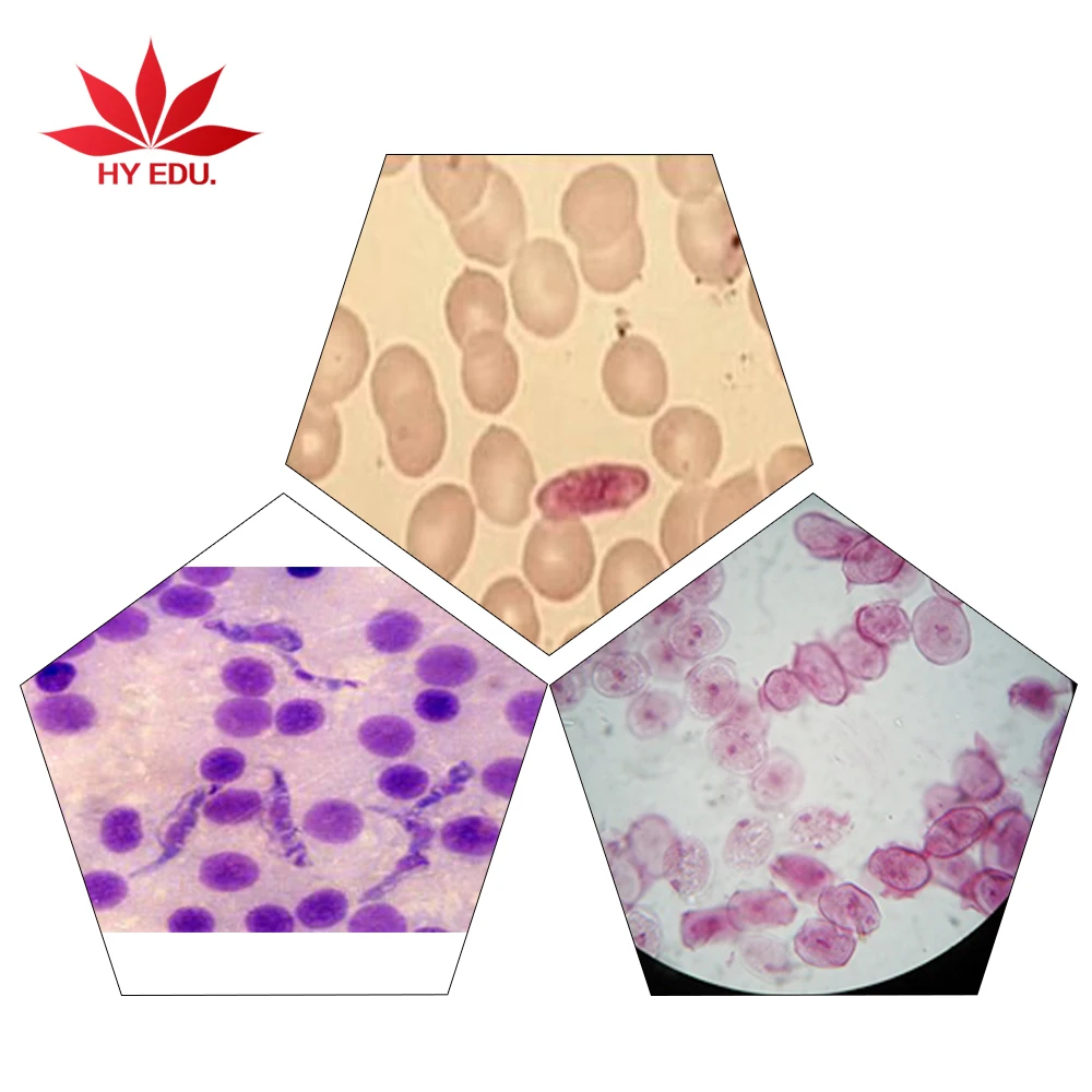 
42 pcs Medical parasitological parasites microscopic slides 