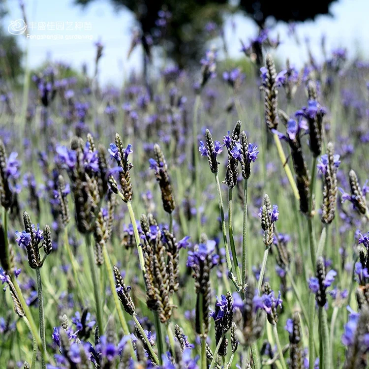 
lavender seeds 