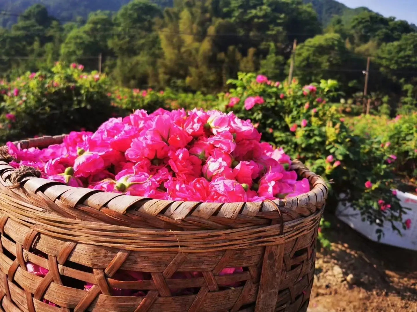 Princess Shao Organic Rose Tea Dried Tea Flowers Dry Flowers Natural Flavor Tea