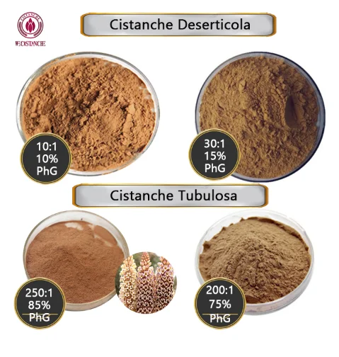 60Capsules/pack Improve Enhance Immunity Cistanche Tubulosa Extract Tablets 30% Echinacoside 12% Acteoside Cistanche Extract