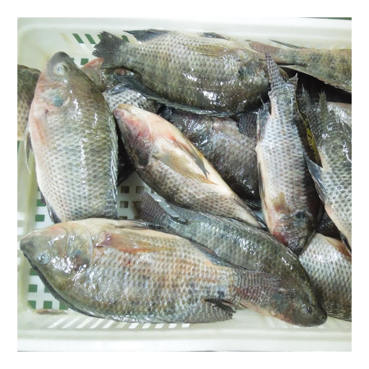 Top Ten Suppliers of Frozen Black Tilapia Fish