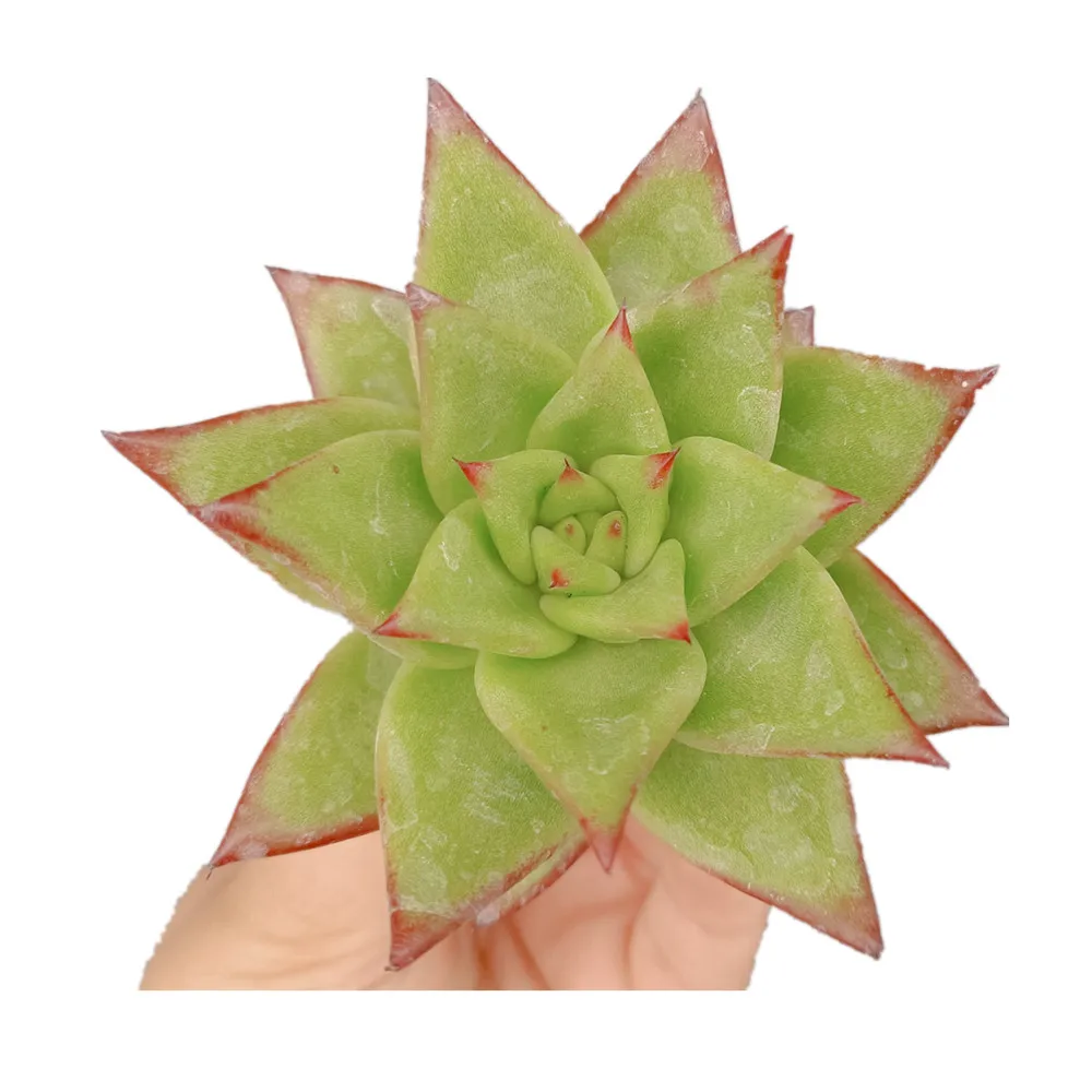 
W547 Echeveria Lip Stick Succulent live plant gardening Floral bonsai indoor plant Woody Plant 