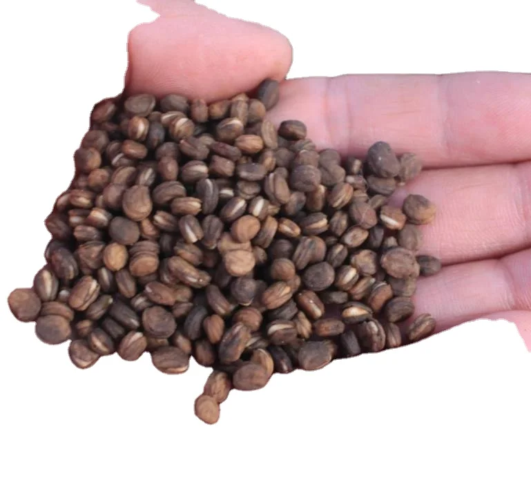 50 шт., семена натурального корейского женьшеня с бутонами для выращивания