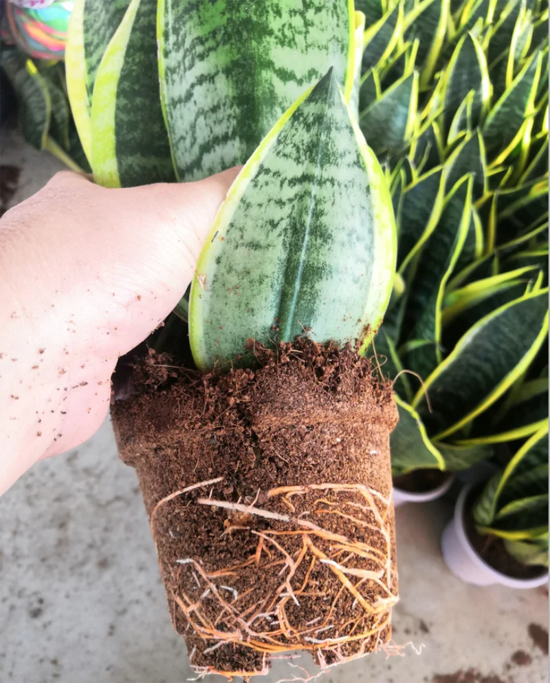 Sansevieria snake plant indoor plants