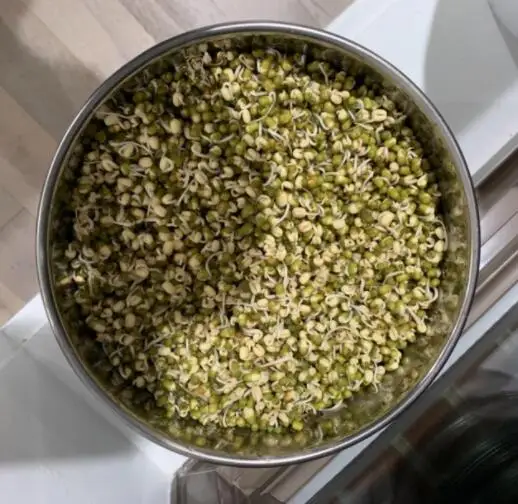 Стекируемый 2 слоя 3 Круглый Ланч-бокс из нержавеющей стали сетка семян прорастания Комплект Грибной для ростки фасоли прорастания семян