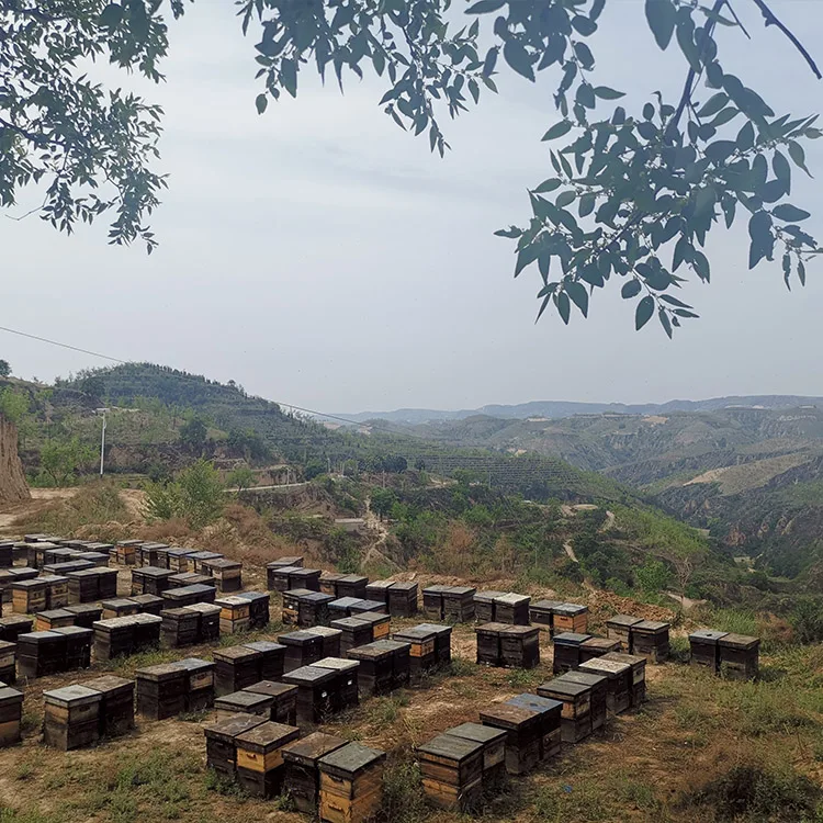 
Wholesaler SASO Approved Natural Raw Jujube Sidr Honey 