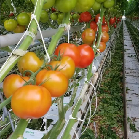 Agricultural tomato growing film greenhouse with hydroponic culture Soilless cultivation