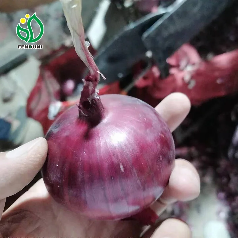 Chinese wholesaler red/purple/yellow onion fresh onion prices