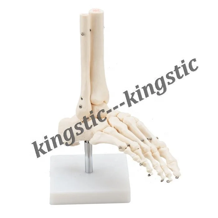 CBM-021B Life-Size Foot Joint,Foot anatomy model,Foot skeleton model for student learning CE