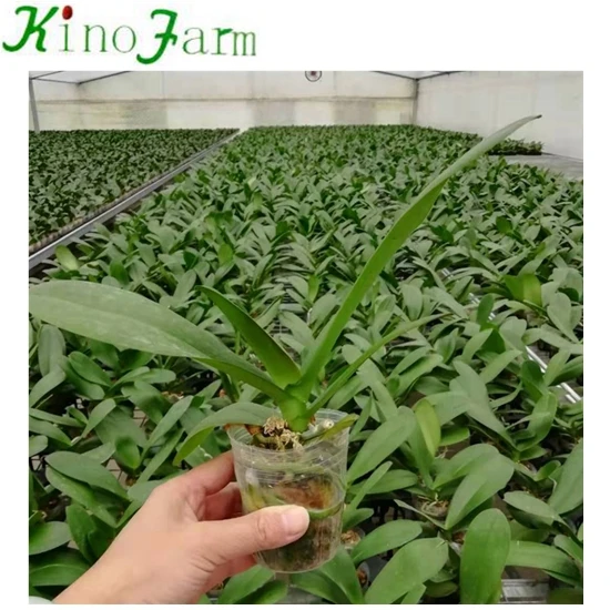 Phalaenopsis Young Seedling