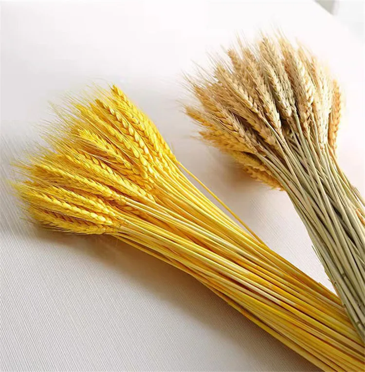 Hot Selling High Quality Natural Dried Wheat Grain Stalks Flowers For Wedding Home Kitchen Table Craft Decoration