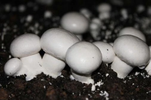 Органические грибы agaricus bisporus Button spawn