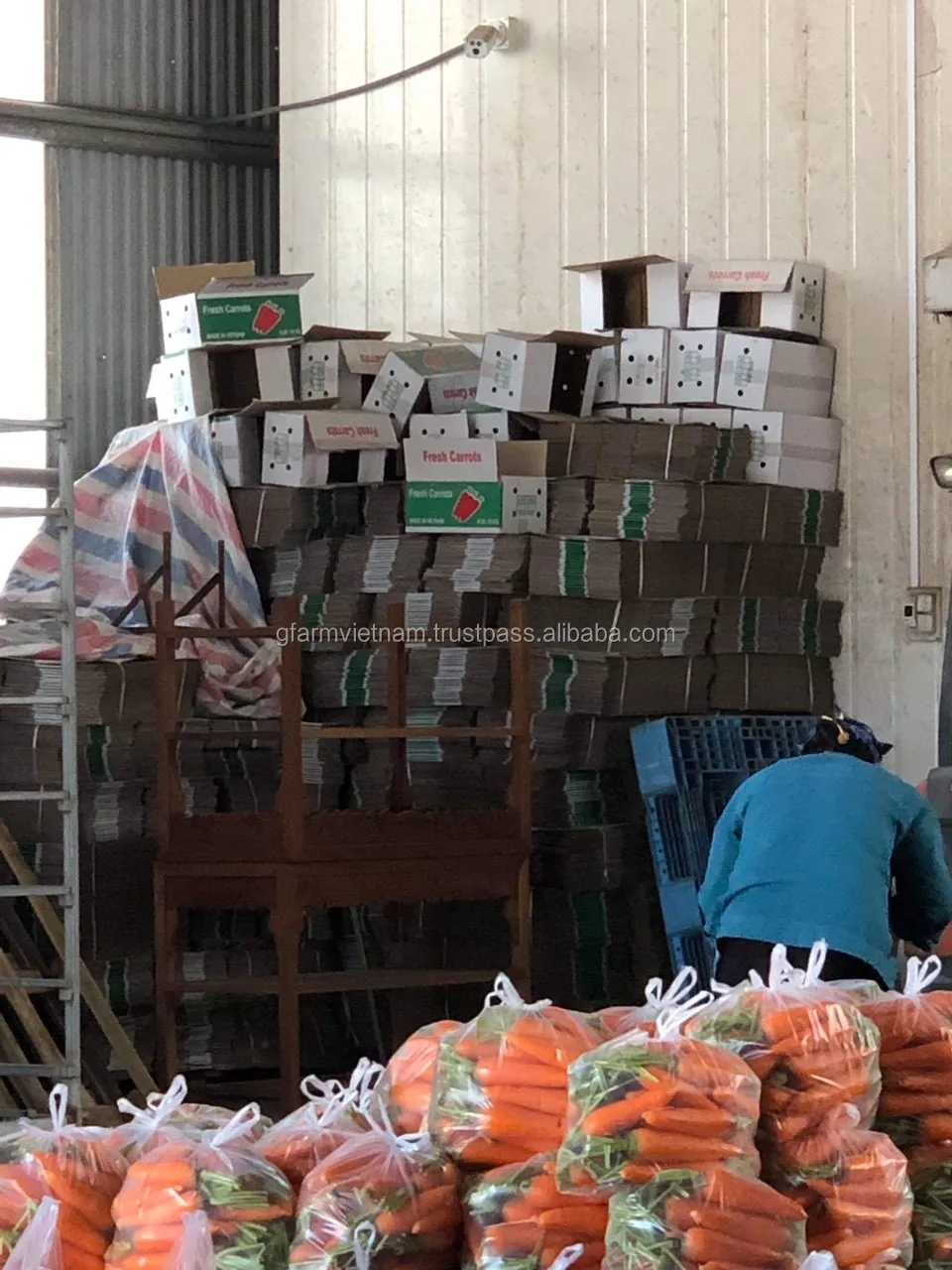 
New crop 20120 fresh carrot export from Vietnam size S M L 2L 3M high quality 