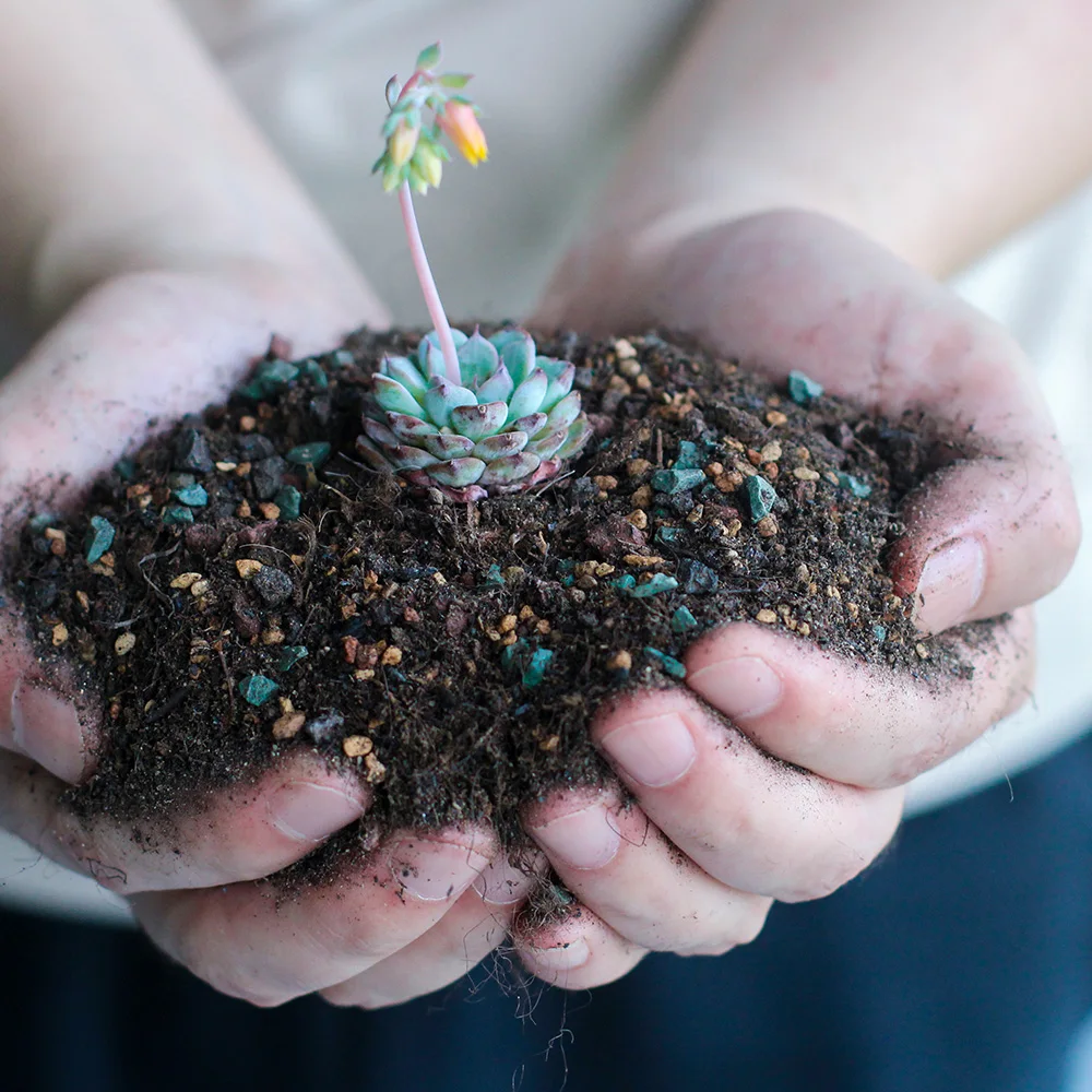 
Meshpot organic soil fertilizer for succulent Cactus plants 