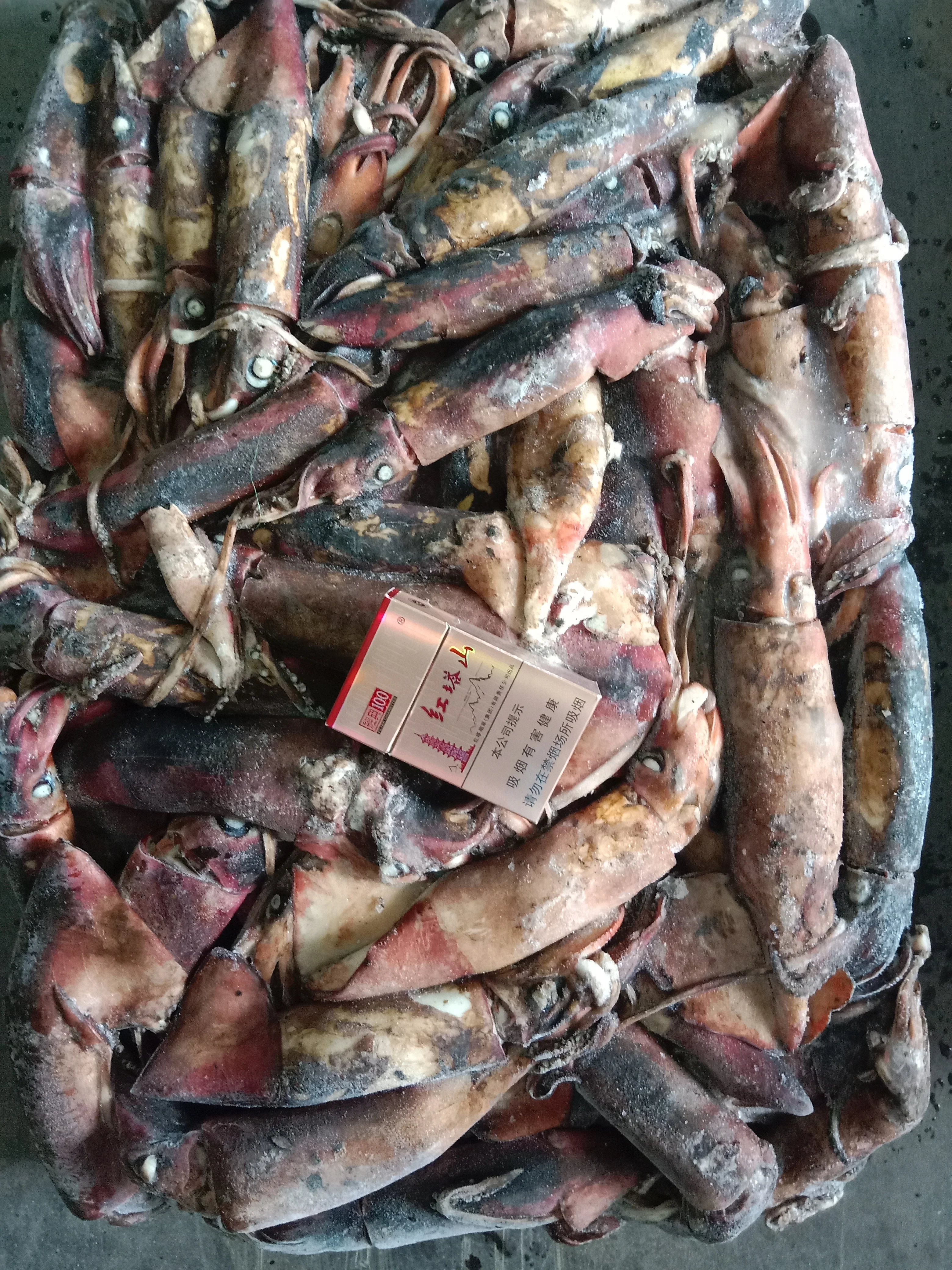 Factory Direct Supply Frozen Black Squid  Whole Round