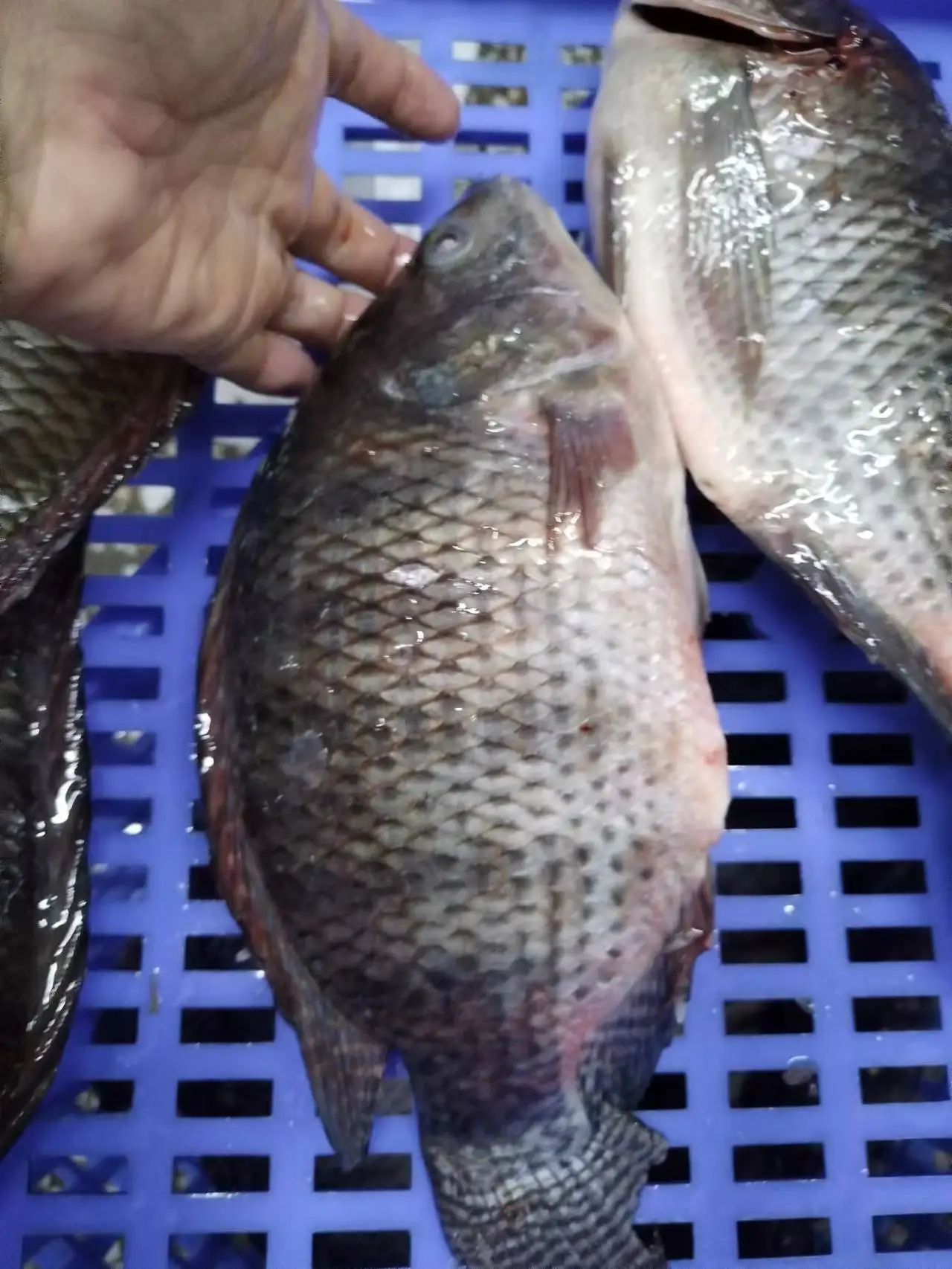 Direct Factory Wholesale  High Quality Live Fresh Tilapia Frozen Black Tilapia Fish China