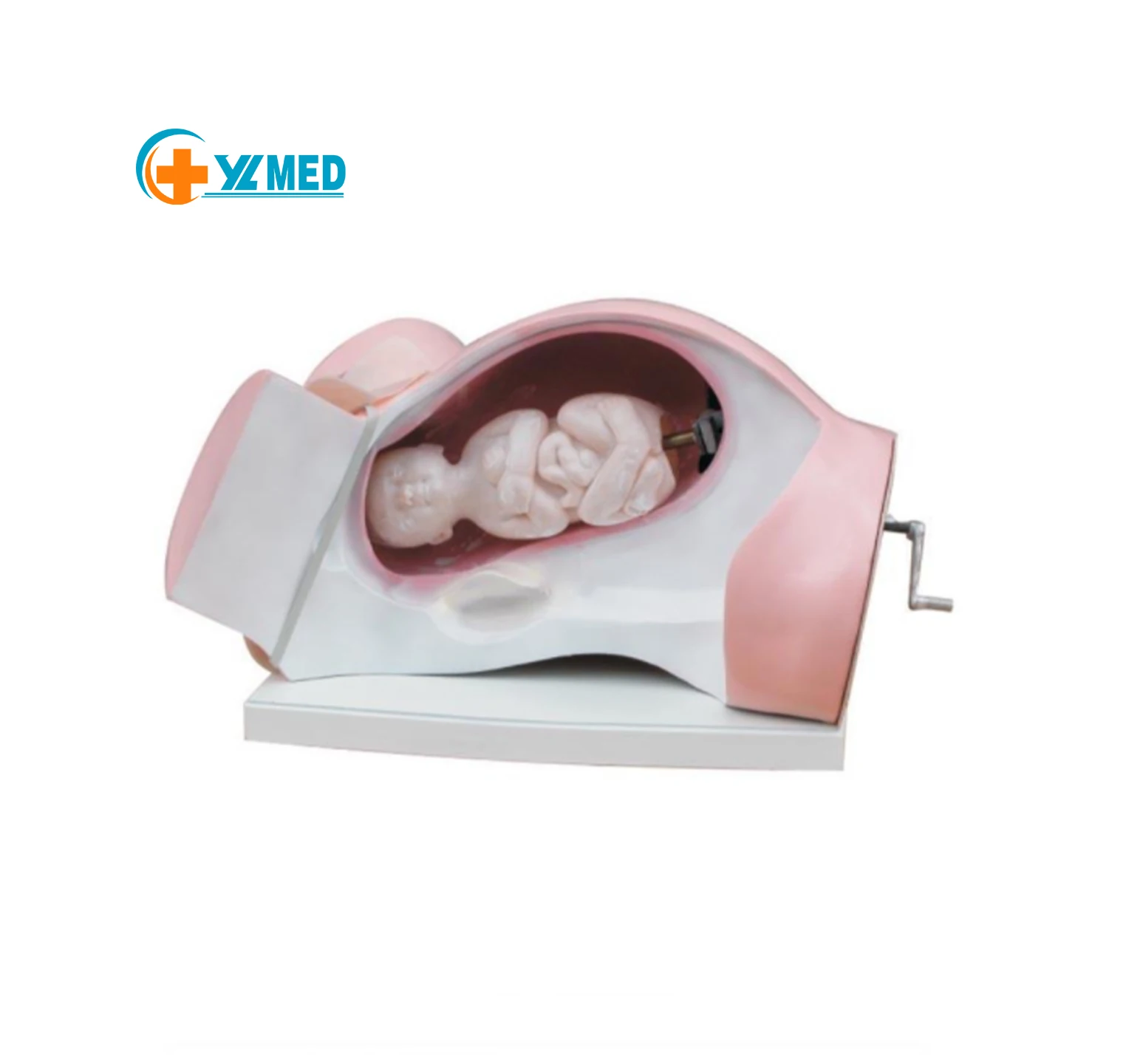 Биологическая модель учебного пособия, модель курса доставки для обучения медицине и обучающей модели для медицинских целей