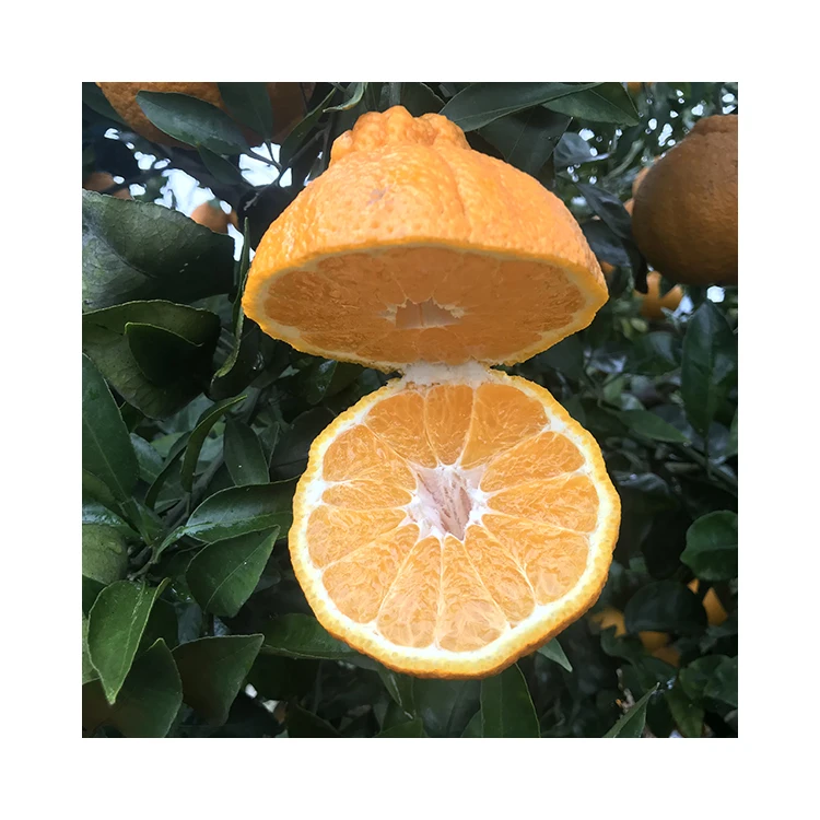 Новый Урожай хорошего качества, свежие цитрусовые, апельсины, пупки, апельсины, лето