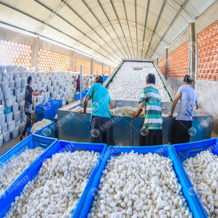 Hot Sale Silkworm Cocoon Dryer Machine Mesh Belt Drying Equipment Hot Product Energy Saving Customized