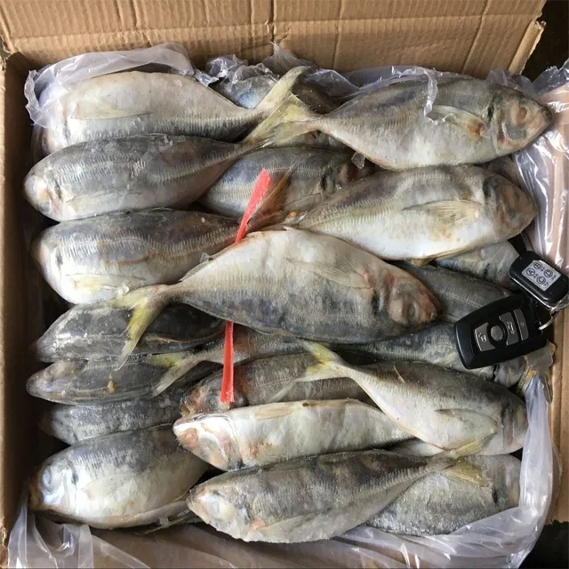 Цельная круглая замороженная Конская скумбрия по хорошей цене