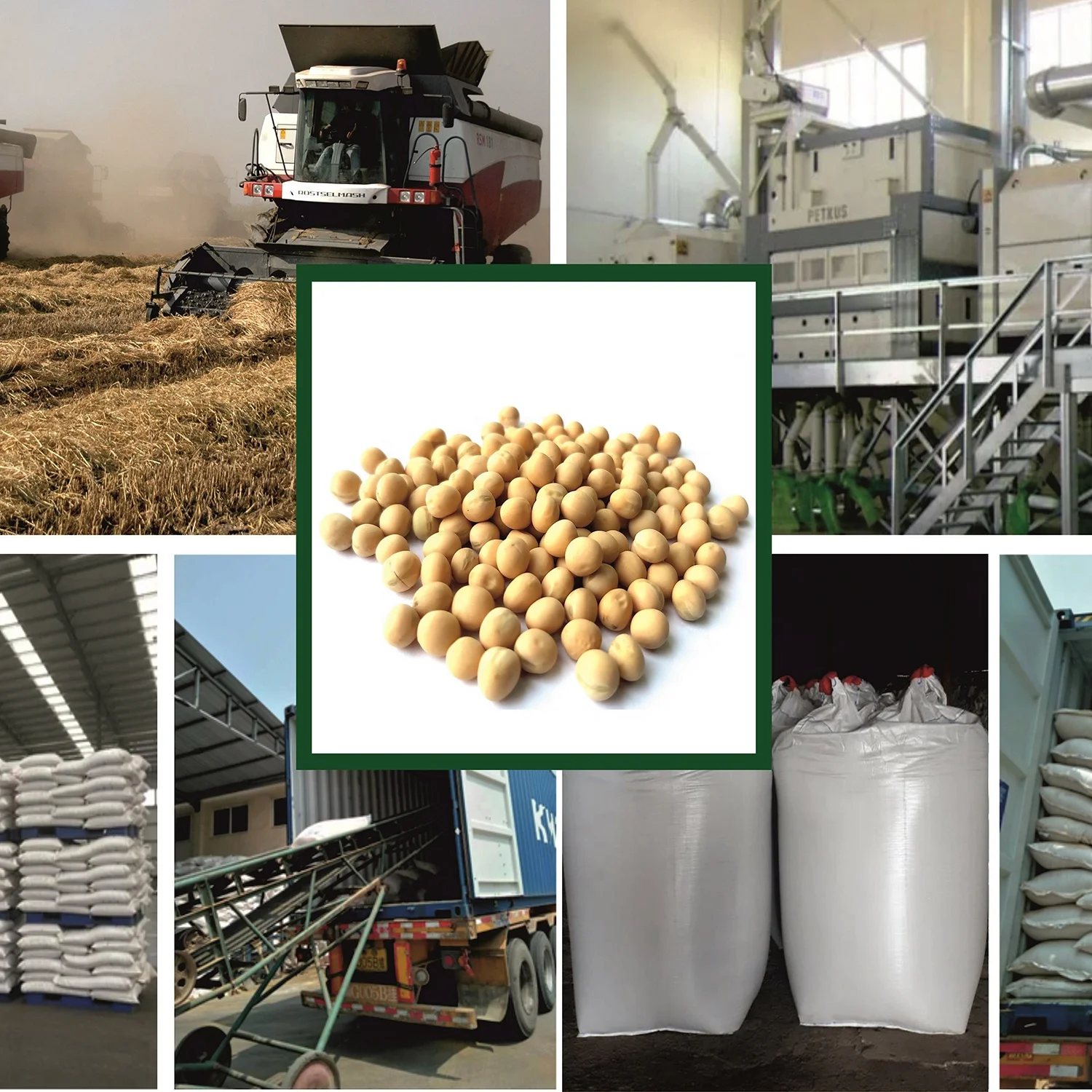
High quality yellow peas 15/25/50 kg bags or in bulk, product of Russia 
