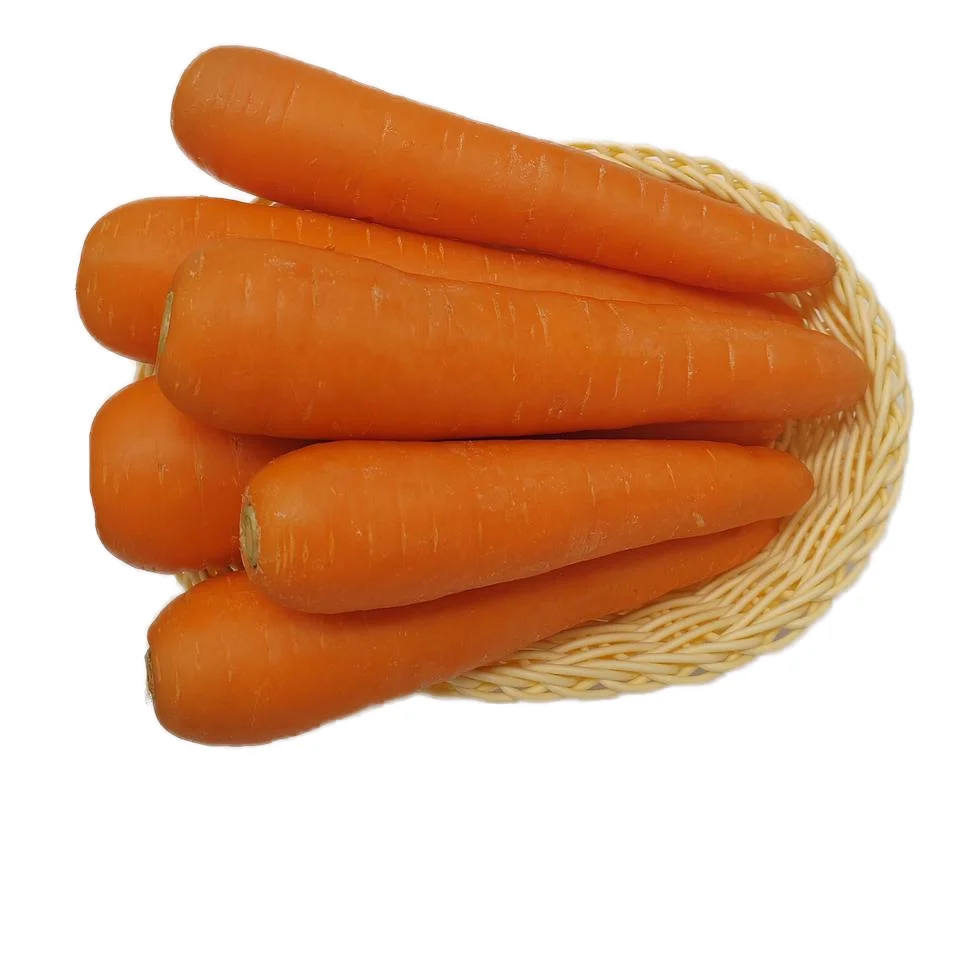 High Quality China Carrots Wholesale Fresh China Red Carrot Organic Fresh Carrots For Sale